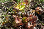 Purple pitcherplant